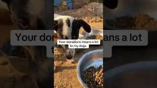 #dog #rescueefforts #petowner #usa #viral #pets #subscribe #rescue #puppy