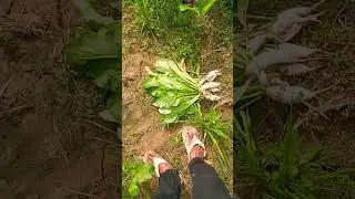 #video #shortvideo #love #song #trending #mma#myfirstvlog #mychannel #myvideo