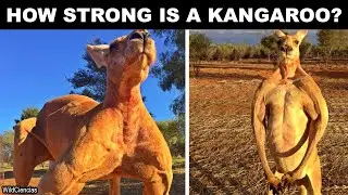 How strong is a Kangaroo?