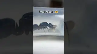 NOUVELLE ESP&Egrave;CE : une vraie GIGA FOURMI