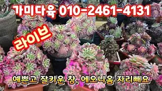 💥[1월 19일 라이브] 가미다육 010-2461-4131(카드결제가능)예쁜창, 에오니옴 자리빼기~♡