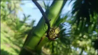 All about nature..#nature #farm #beauty #india #vlog #timelap #winter #agriculture #arecanut #farmer
