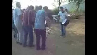 Cakirci Andirin K maras dugun Serdar Alakabak 2