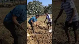Polam pani✌️ #polam #field #palmoil #drip #system #pipeline #part1 #village #viral #villagelife #ram