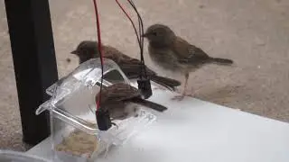 Urban Birds Feeding Juveniles