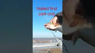 Nailed first cast cod. #cod #sea #beach #wray #fish