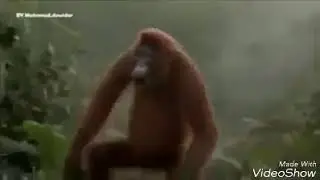 Dangd  