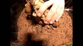 Bringing the desert to my aphonopelma chalcodes (desert blonde tarantula) 🌵🕷️