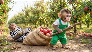 🔥🐒 Monkey NaNa Uncovers Apple Thief! Wild Farm Chase, Chaos, & Epic Showdown! 🍎🚨💥