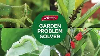 How to organically control aphids and other sap-sucking pests in the vegie garden with Kim Syrus