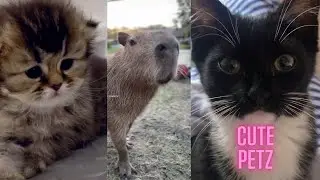 A Perfect 26-Minute Compilation for Animal Lovers #27