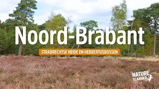 Strabrechtse Heide en de Herbertusbossen bij Kasteel Heeze | Noord-Brabant