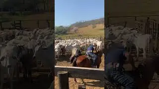 Eita boi foi pular a cerca olha o que aconteceu 👀😨