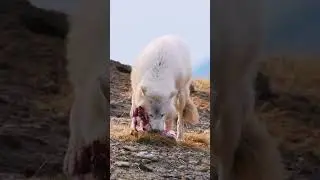 Wild Wolf Eating Food | Powerful Predator Footage #Artic#wolf #youtube #nature #shorts #beautiful