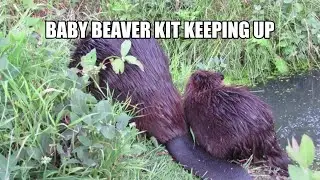 Baby Beaver Kit Joins its Older Sibling for Quack Grass