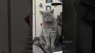 Когда день с утра не задался 🙈😅 #котики #бедолага