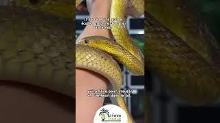 白斑铲喙蛇 Scaphiophis albopunctatus