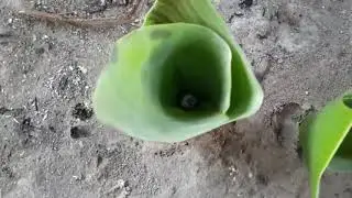 How to make sinker for fishing (tingga made)