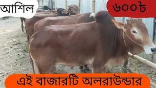 অলরাউন্ডার পশুর হাট #cow #business #animals