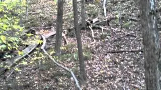 Treeing Black Mouth Cur