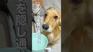 イタズラを隠しきれず動揺する犬...【ゴールデンレトリバー・ボーダーコリー】#shorts