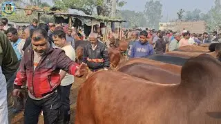 @ 26/12/2025|| অনেক দিন পর তুহিন ভাই আমবাড়ী হাটে?? মুন্সিগঞ্জের খামারী ষাঁড় গরু কেনা||
