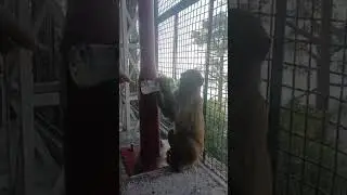 Monkey drink cold drinks and also eating biscuit very nice and very cute