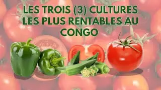 Les 5 cultures les plus rentables du Congo 🇨🇬
