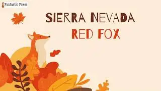 Endangered Species: The Sierra Nevada Red Fox