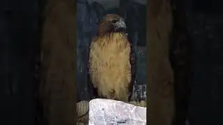 Beautiful Rescue Hawk! 🦅 From Recovery to Radiance!&rdquo;