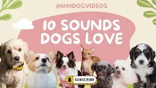 10 Sounds Dogs Love | Dog TV | Make your dog go crazy #puppy #dog