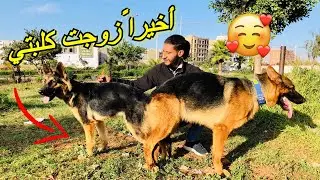 أخيراً إشتريت كلب 🐕 جديد من أجل زواج 👰 كلبتي