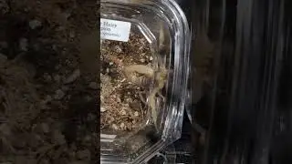 Giant Desert Hairy Scorpion 🦂 (Escorpi&oacute;n Peludo Gigante Del Desierto)