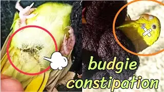 my baby chicks have poop stuck to them....this easy fix could save a life  budgie constipation 😱😱