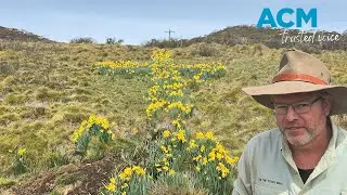 The true story behind Mrs Mac&rsquo;s Cross, the secret daffodil memorial hidden in the Snowy Mountains