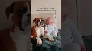 Baby realise that his brother is a boxer dog 🐶🐶#shorts #dog #baby