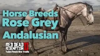 Red Dead Redemption 2: Horse Breeds - Rose Grey Andalusian