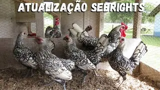 Mudan&ccedil;as na cria&ccedil;&atilde;o de Sebright (prata, dourada e l&eacute;mon) | Cora&ccedil;&atilde;o Campeiro