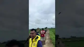 Хана, свободно летающий попугай на рисовых полях❗️
