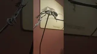 Skeleton of the Bizarre Pterosaur Jeholopterus