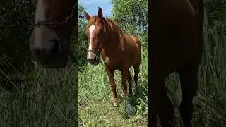 Cavalo manso pastando para se alimentar.#lindo# #robusto# #forte# #shorts#