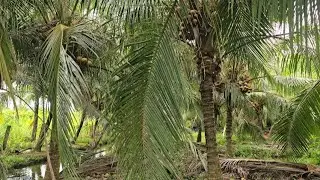 Ms 326 : Bước vào thích liền vườn dừa đang có huê lợi đường ô tô giá 500 triệu/1.000m²