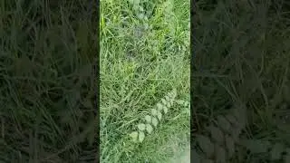 altri treni a isoletta (parte 2)