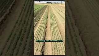 Self Propelled Precise Vegetable Seeder DBG-10 with Gasoline Engine for vegetable planting