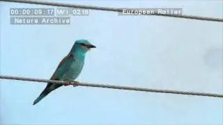 European Roller (Coracias garrulus)  כחל