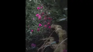 Editing a flower & tree in Lightroom Moody effect. Using a Canon 1D mark iv