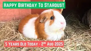 Happy 5th Birthday to Stardust 🎂🥳🎉