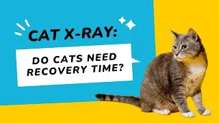 Cat X-ray: Do Cats Need Recovery Time?