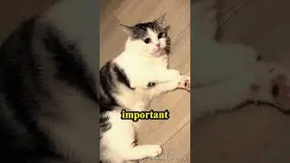 My Cat Had a Seizure! What to Do (Emotional) 🐈&zwj;⬛