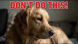 16 Ways You Are Breaking Your Video Dog's Heart (Without Knowing)